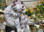 Katie - Maine Coon Kitten For Sale - Colfax, CA, US