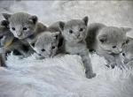 Stella&Loki - Russian Blue Kitten For Sale - 