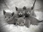 Loki&Luna - Russian Blue Kitten For Sale - 