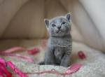 Greta - Russian Blue Kitten For Sale - Norwalk, CT, US