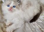 Sally - Ragdoll Kitten For Sale - Miami, FL, US