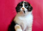 Magdalena - Scottish Fold Kitten For Sale - Hollywood, FL, US