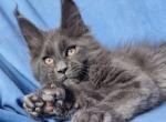 Barry Polydactyl - Maine Coon Kitten For Sale - Miami, FL, US