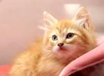 Torrox of RomanovCats - Siberian Kitten For Sale - Ashburn, VA, US