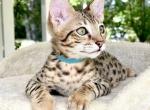 Oscar - Savannah Kitten For Sale - 