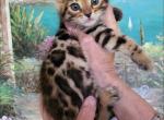Beautiful exotic looking Bengal kittens - Bengal Kitten For Sale - Laguna Beach, CA, US