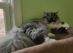 Xofei and Honey - Scottish Straight Kitten For Sale - Clifton Heights, PA, US