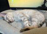 Sterling aka Casper - Bengal Kitten For Sale - Oklahoma City, OK, US