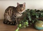 Oliver Ollie aka Xander - Bengal Cat For Sale - Oklahoma City, OK, US