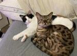 Oliver aka Knox - Bengal Cat For Sale - Oklahoma City, OK, US