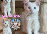 Snow Belle - Maine Coon Kitten For Sale - Sugar Land, TX, US