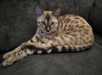 Creed - Bengal Cat For Sale - 