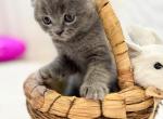 Blue Scotish Fold - Scottish Fold Kitten For Sale - Sacramento, CA, US