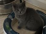 Britney - British Shorthair Kitten For Sale - New York, NY, US