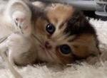 Rare bicolor boy - Scottish Fold Kitten For Sale - Sun City Center, FL, US