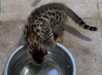 New Litter Here - Bengal Kitten For Sale - Auburn, IL, US