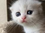 Silver tabby bicolor boy - Scottish Fold Kitten For Sale - Sun City Center, FL, US