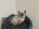 Lily & Bobby - Siamese Kitten For Sale - McLean, VA, US