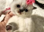 Pearls pink collar female - Exotic Kitten For Sale - Conroe, TX, US