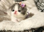 Camie's purple collar - Exotic Kitten For Sale - Conroe, TX, US