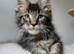 Wabby - Maine Coon Kitten For Sale - NE, US