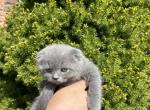 Katie - Scottish Fold Kitten For Sale - New York, NY, US