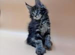 Danko - Maine Coon Kitten For Sale - Brighton, CO, US