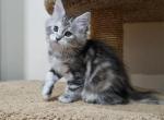 Samantha - Maine Coon Kitten For Sale - Hollywood, FL, US