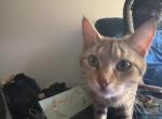 Egypt - Domestic Cat For Adoption - Indianapolis, IN, US