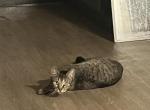 Luna - Domestic Cat For Sale - Indianapolis, IN, US