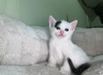 3 MONTH OLD MALE BENGAL HYBRIDS - Bengal Kitten For Sale - 