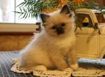 Ragdoll Kittens - Ragdoll Kitten For Sale - Fredericksburg, PA, US