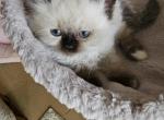 CFA Luna - Himalayan Kitten For Sale - Dallas, TX, US