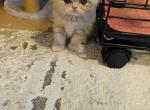 CFA Jasper - Himalayan Kitten For Sale - Dallas, TX, US