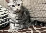 Lays - American Shorthair Kitten For Sale - Astoria, NY, US