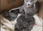 My Russsian blue kittens - Russian Blue Kitten For Sale - 