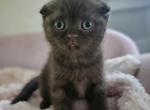 Goyard - Scottish Fold Kitten For Sale - Grand Rapids, MI, US
