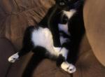 Forrest - Domestic Cat For Adoption - Oklahoma City, OK, US