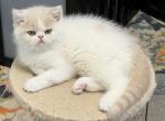 CFA CREAM and WHITE TABBY - Exotic Kitten For Sale - CT, US