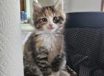 Calliope - Maine Coon Kitten For Sale - Van Horne, IA, US