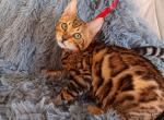Gorgeous Bengal kittens available - Bengal Kitten For Sale - Corona, CA, US