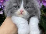 Blue bicolor girl - Scottish Fold Kitten For Sale - Sun City Center, FL, US