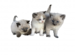 SIAMESE Kittens Male and Female - Siamese Kitten For Sale - Dixon, MO, US