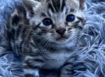 Silver Bengals - Bengal Kitten For Sale - 