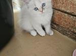 Lilly - Ragdoll Kitten For Sale - Dallas, TX, US