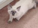 pending Siamese Balinese  Lavender - Siamese Kitten For Sale - NY, US