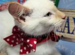 Flame Point male - Siamese Kitten For Sale - NY, US