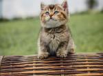 Reeses - British Shorthair Kitten For Sale - Jacksonville, FL, US