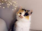 Calico queen - Polydactyl Kitten For Sale - Vancouver, WA, US