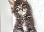 Milord - Maine Coon Kitten For Sale - Charlotte, NC, US